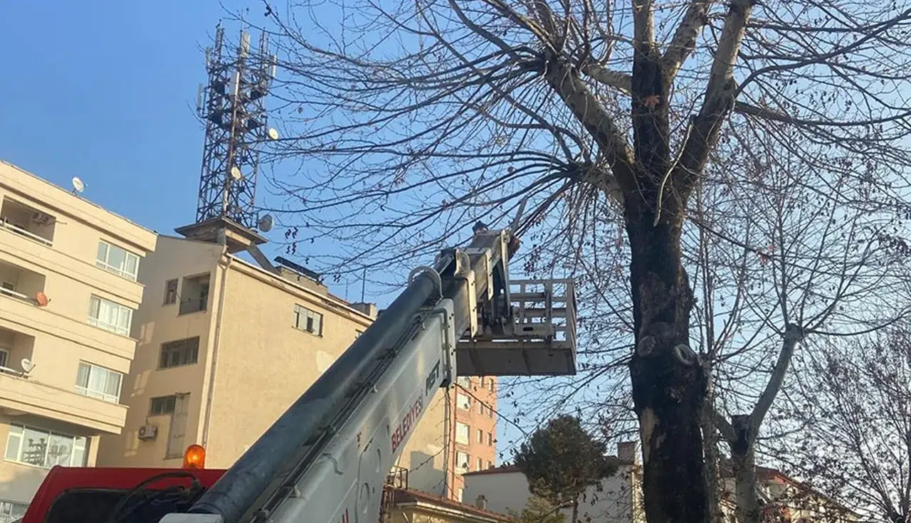 Sungurlu’da Ağaçlar Budanıyor
