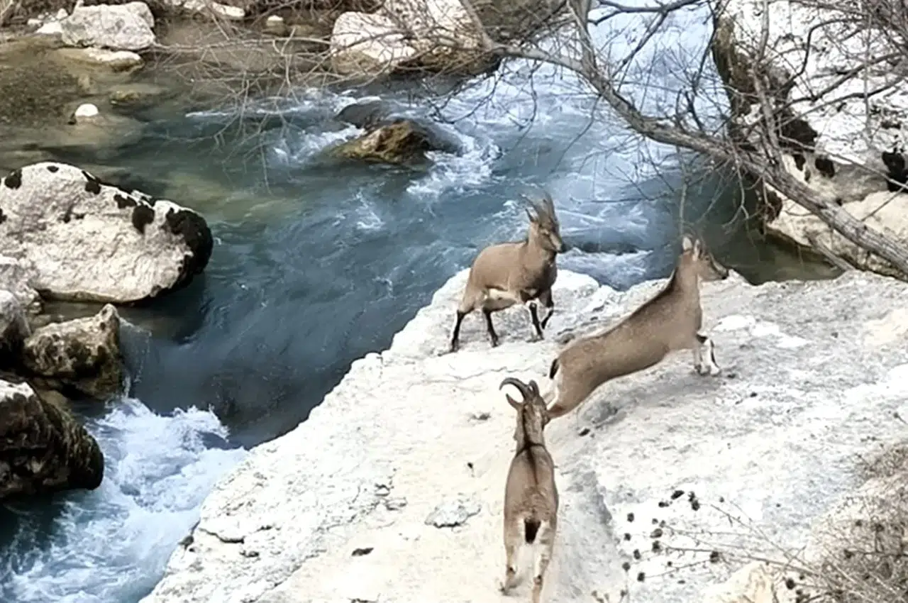 Tağar Çayı Kıyısına Sevinç Katan Dağ Keçileri, Vatandaşlarla İç İçe Manzaralar Sunuyor
