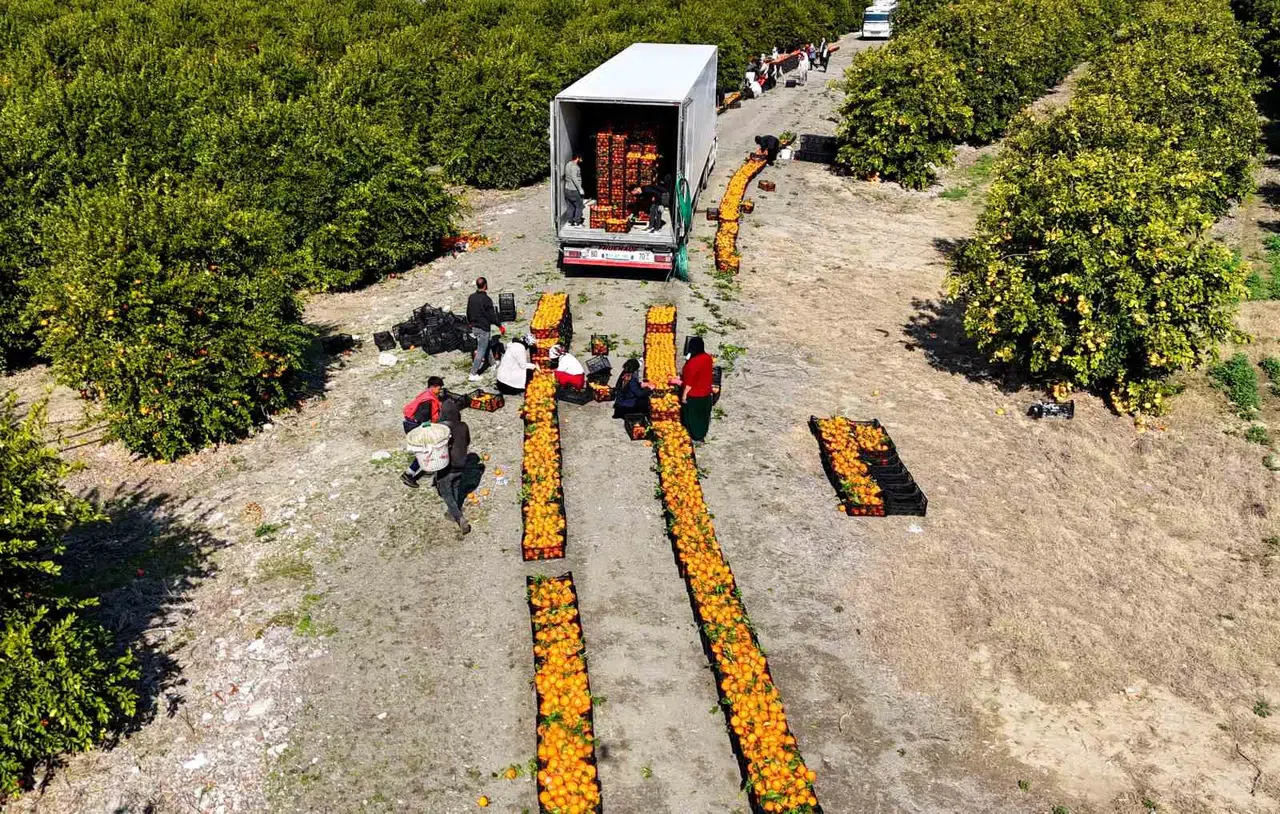 Zirai Don Uyarısı Sonrası Mandalina Hasadı Sürat Kazandı