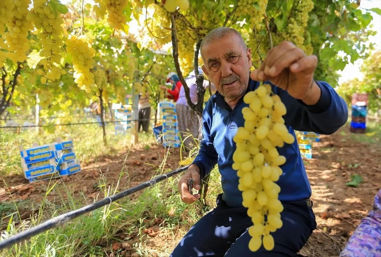 Üzüm fiyatlarındaki düşüş üreticileri tedirgin etti