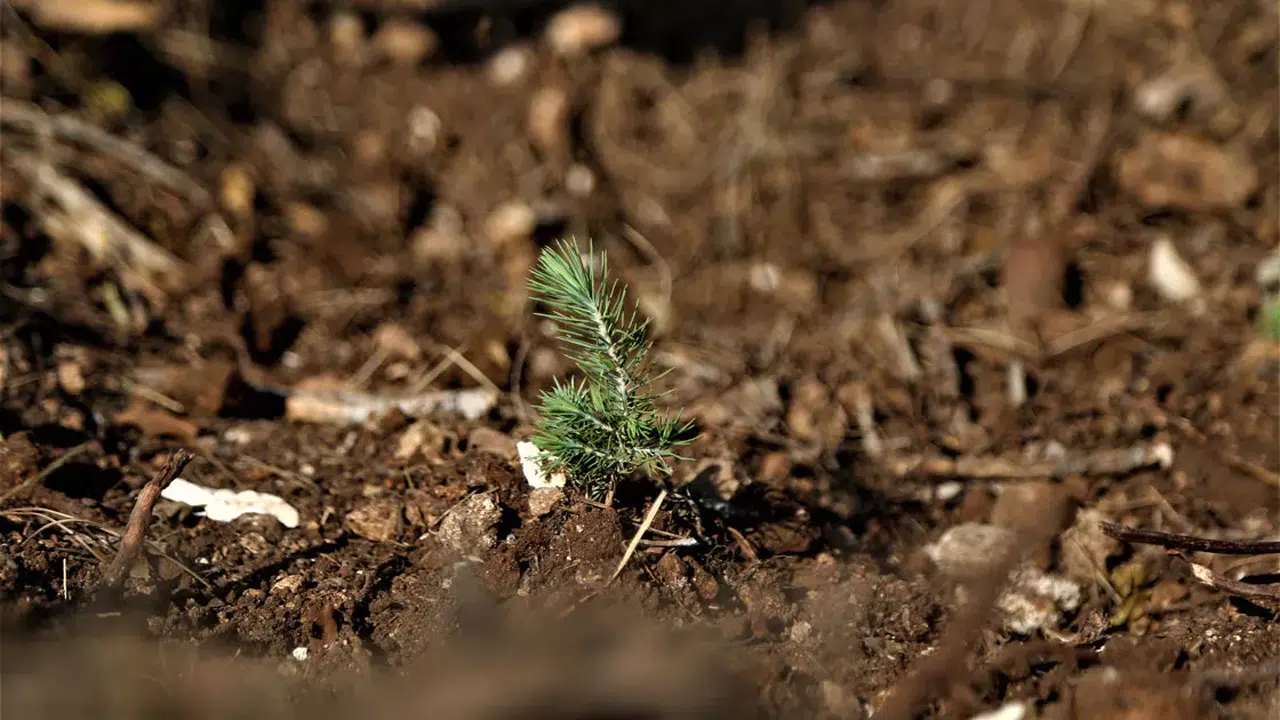 Fidan Dikim Törenine Davet