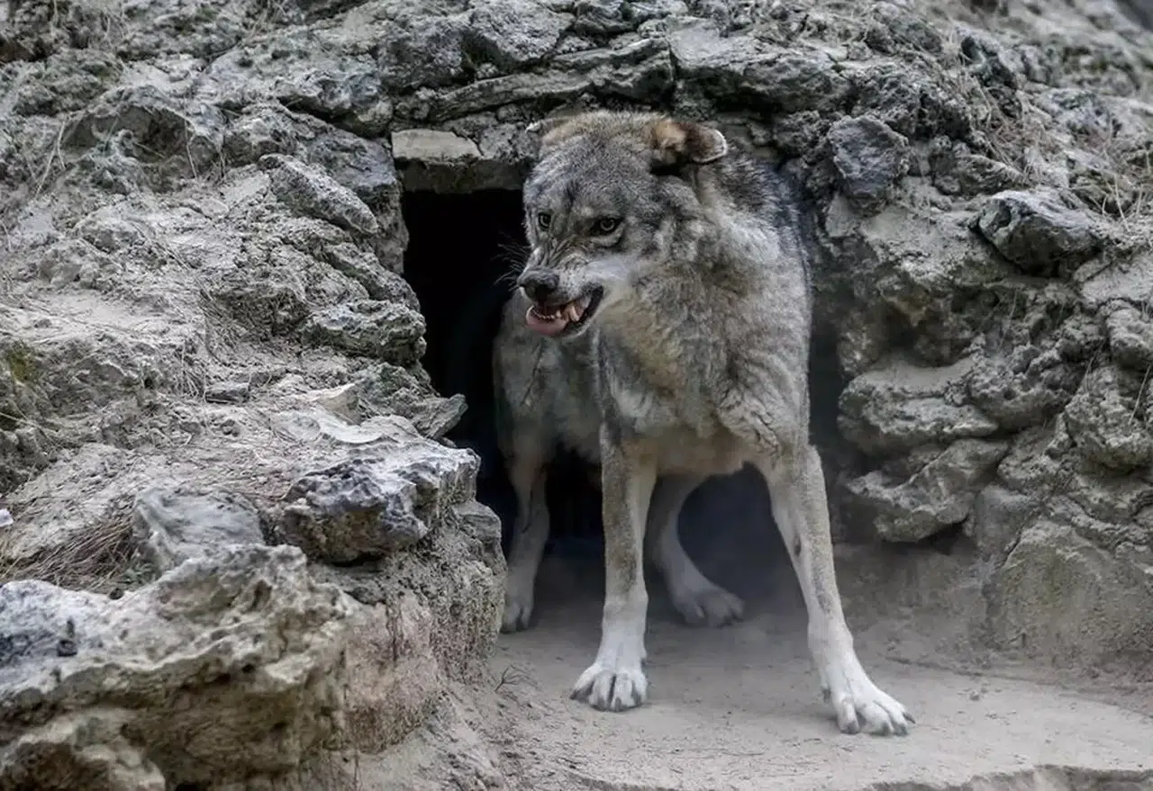 Kurt Sürüsü Saldırdı, Küçükbaş Hayvanlar ve Köpek Öldü