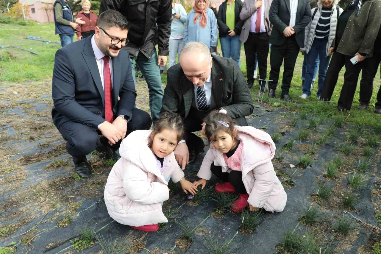 Eskişehir safran üretiminde birincilik yolunda