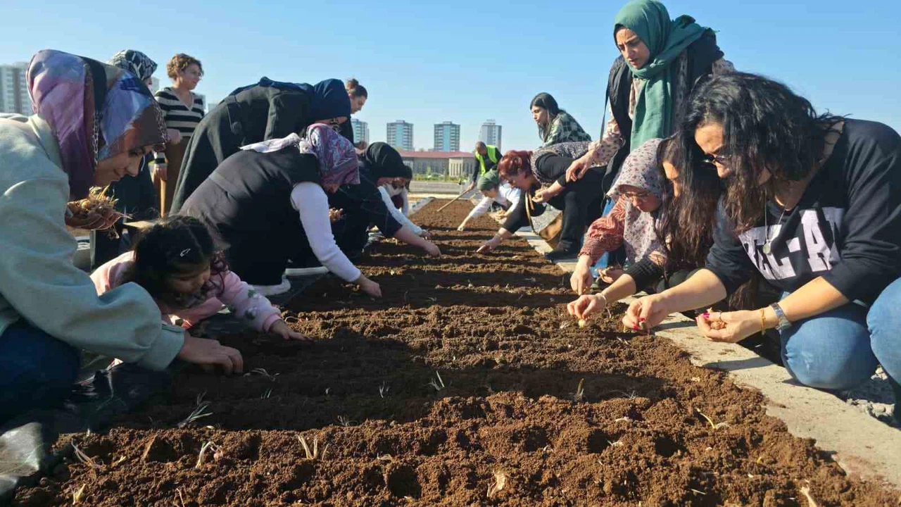 Tıbbi ve Aromatik Bitkiler Atölyesinde safran ekimi
