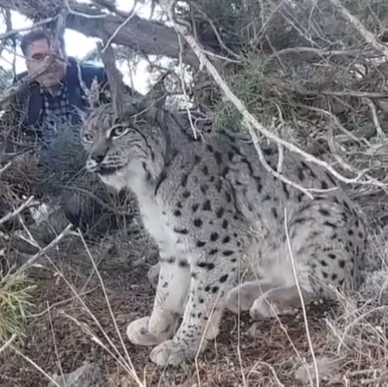 Van’da vaşak görüntülendi