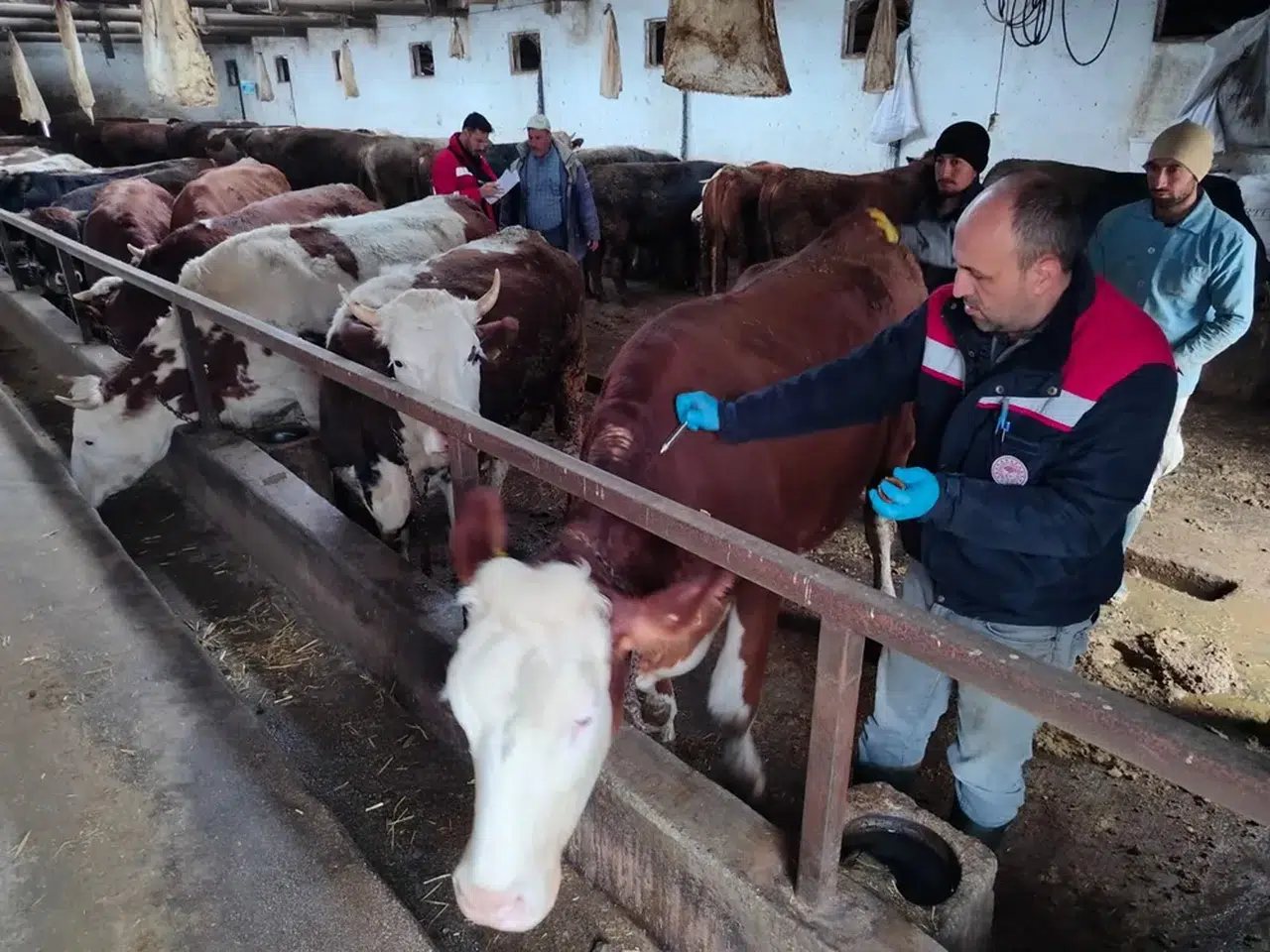 İskilip’te Hayvan Sağlığı İçin Aşı Seferberliği