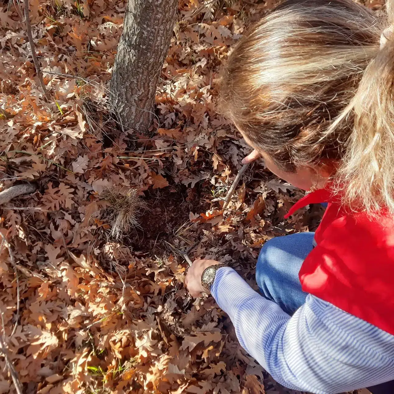 Hububata Süne Kalkanı