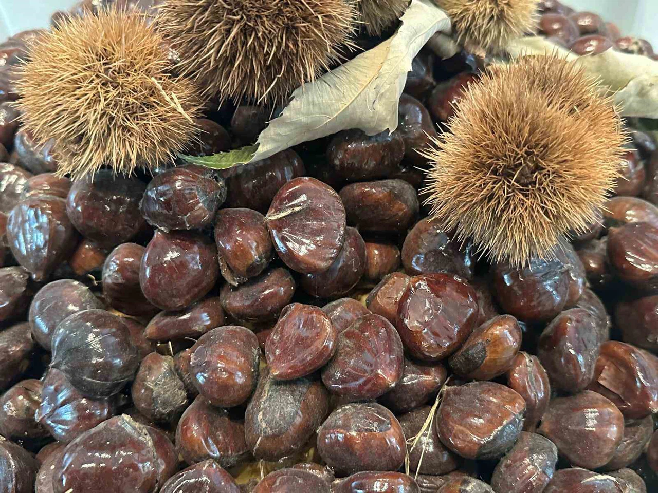 Bursa kestanesinin geleceği konuşuldu