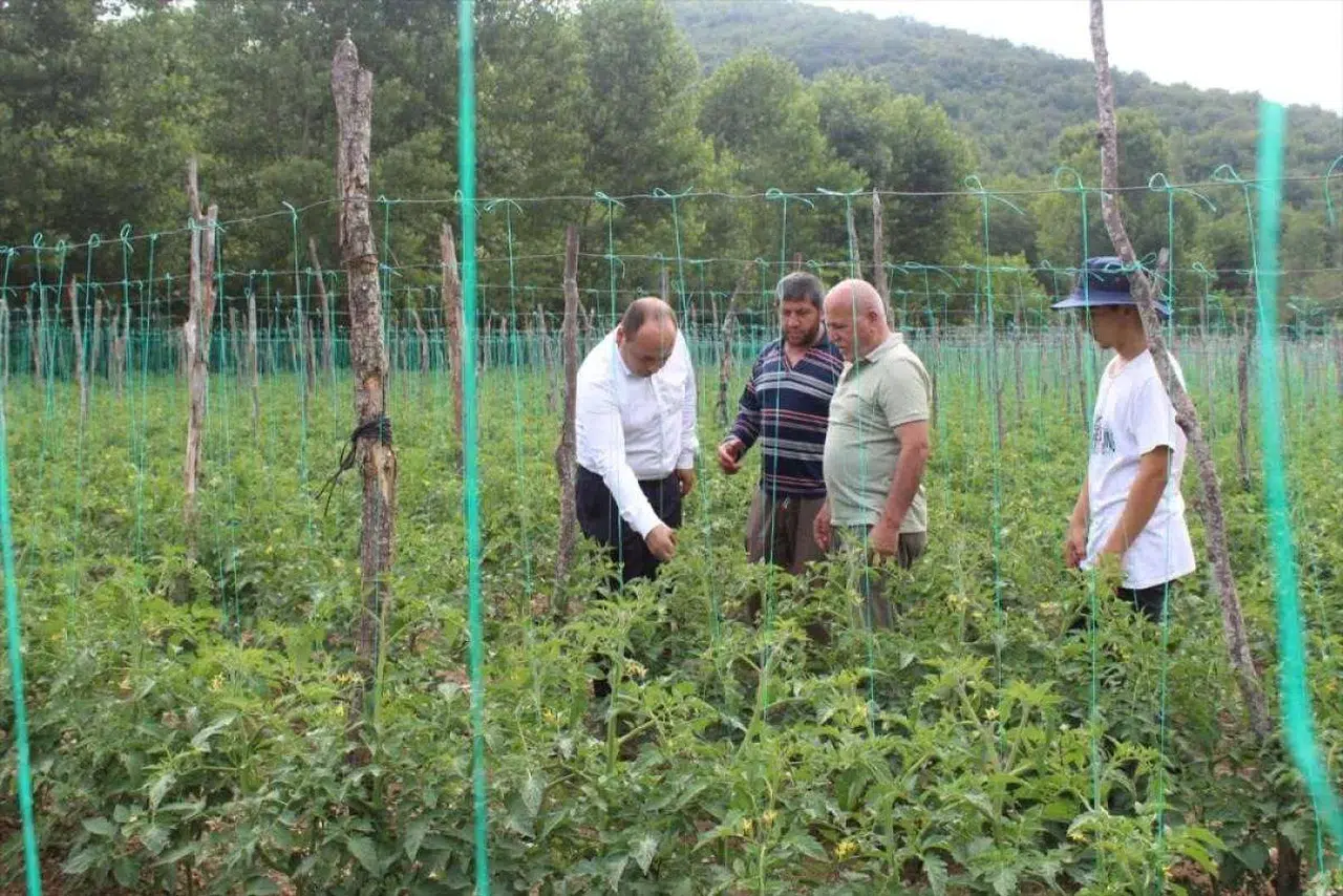Pazar'da domates ve şeker fasulye alanları ekime hazırlanıyor