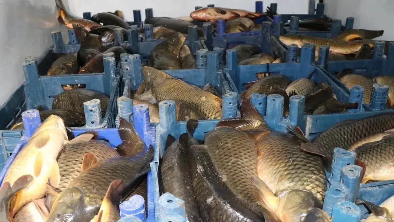 Sinop'ta kaçak avlanan 1611 kalkan balığı ele geçirildi