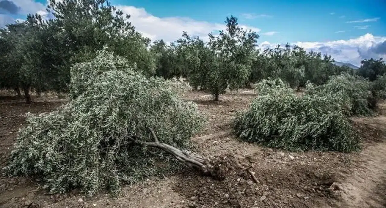 Tahtasız: Vebalini Ömür Boyu Taşıyacaklar