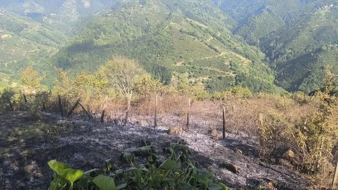 Samsun'da ormanlık alanda çıkan yangın büyümeden söndürüldü