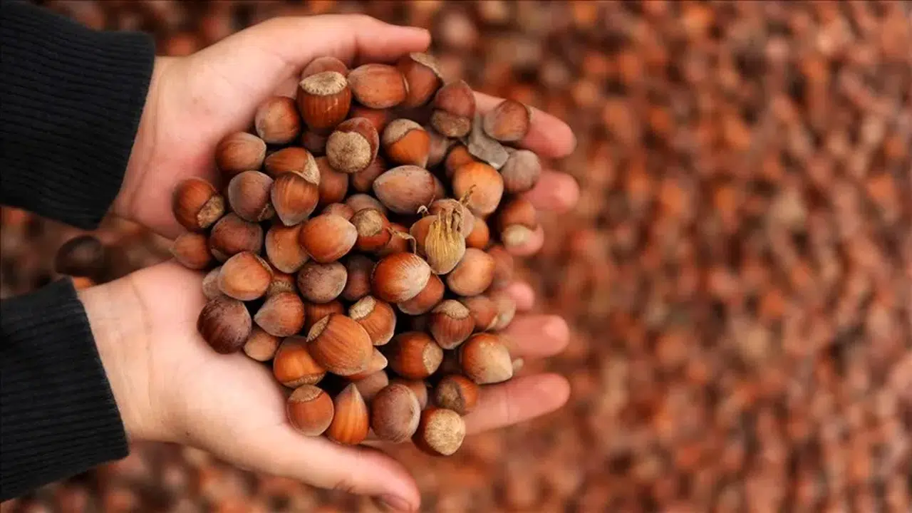Ticaret borsalarında 10 ayda 606 bin tonu aşkın fındık işlem gördü