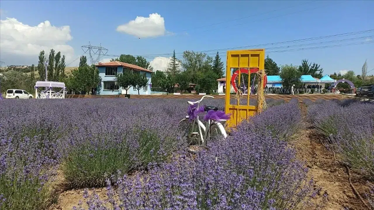 Lavanta Bahçesi Hasat Nedeniyle Ziyarete Kapanıyor