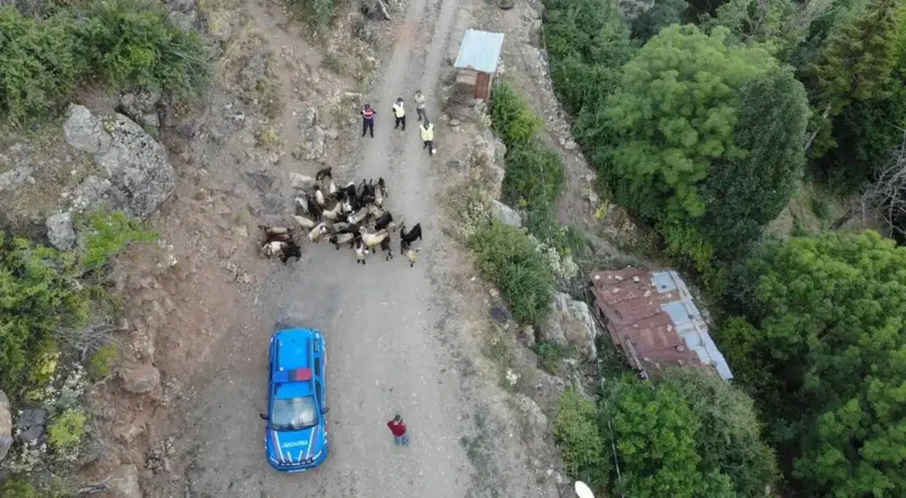 Artvin'de Jandarma Ekipleri, Kaybolan Keçileri Başarıyla Tekrar Sahiplerine Kazandırdı
