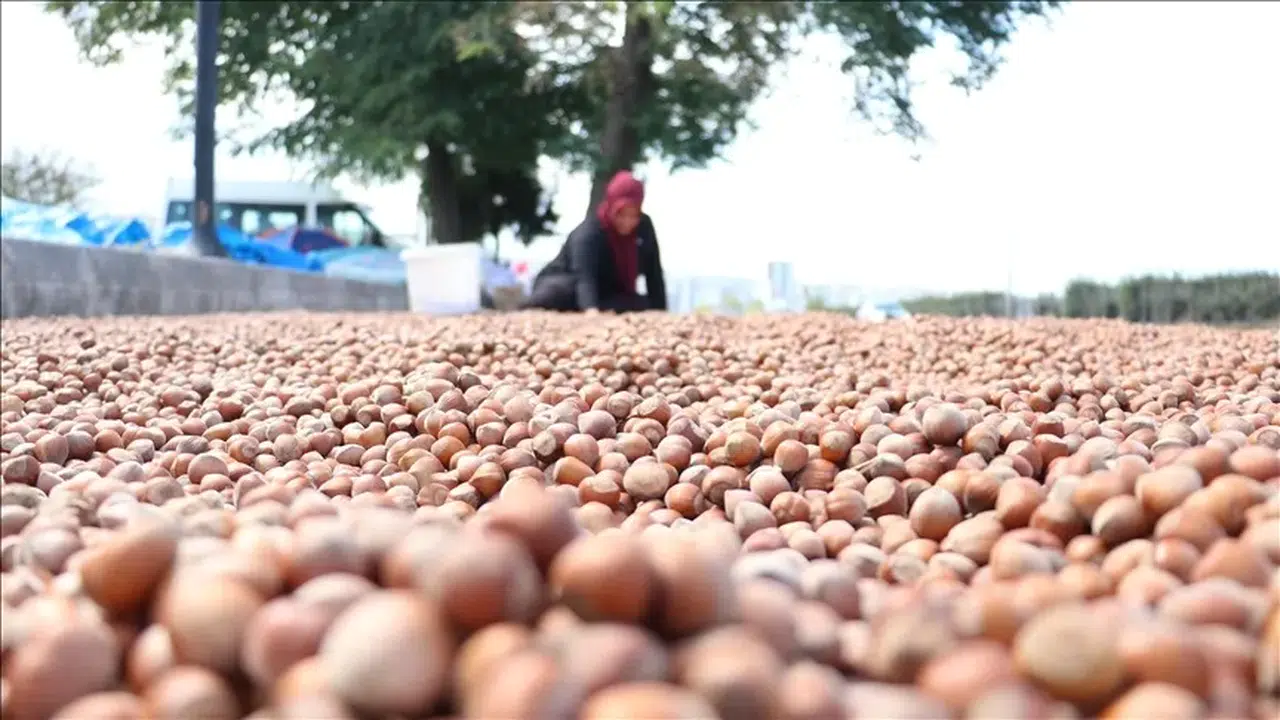 Karadeniz Sahil Yolu'ndaki kaldırımlarda fındık kurutma mesaisi başladı