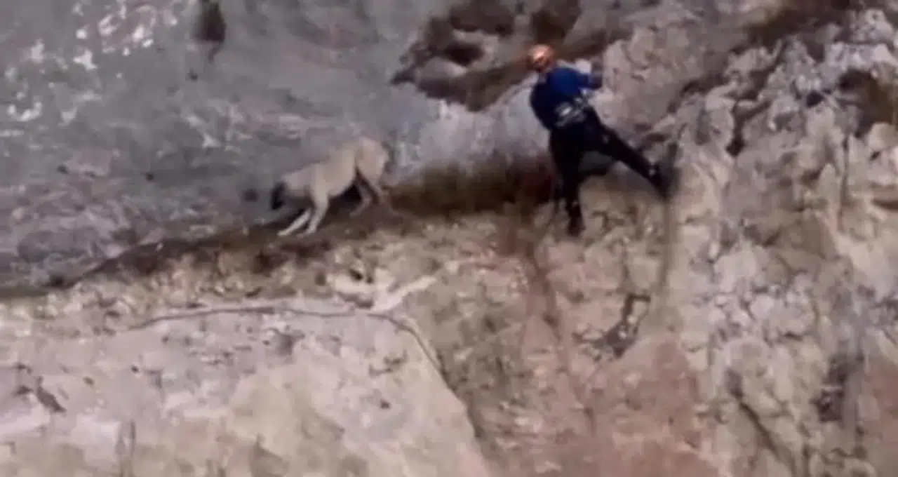 Düzce'de kayalıklarda mahsur kalan köpek kurtarıldı