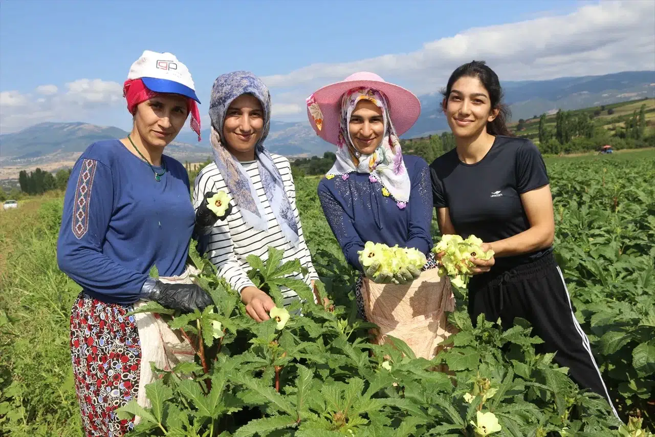 Amasya'nın coğrafi işaretli çiçek bamyasının hasadı başladı