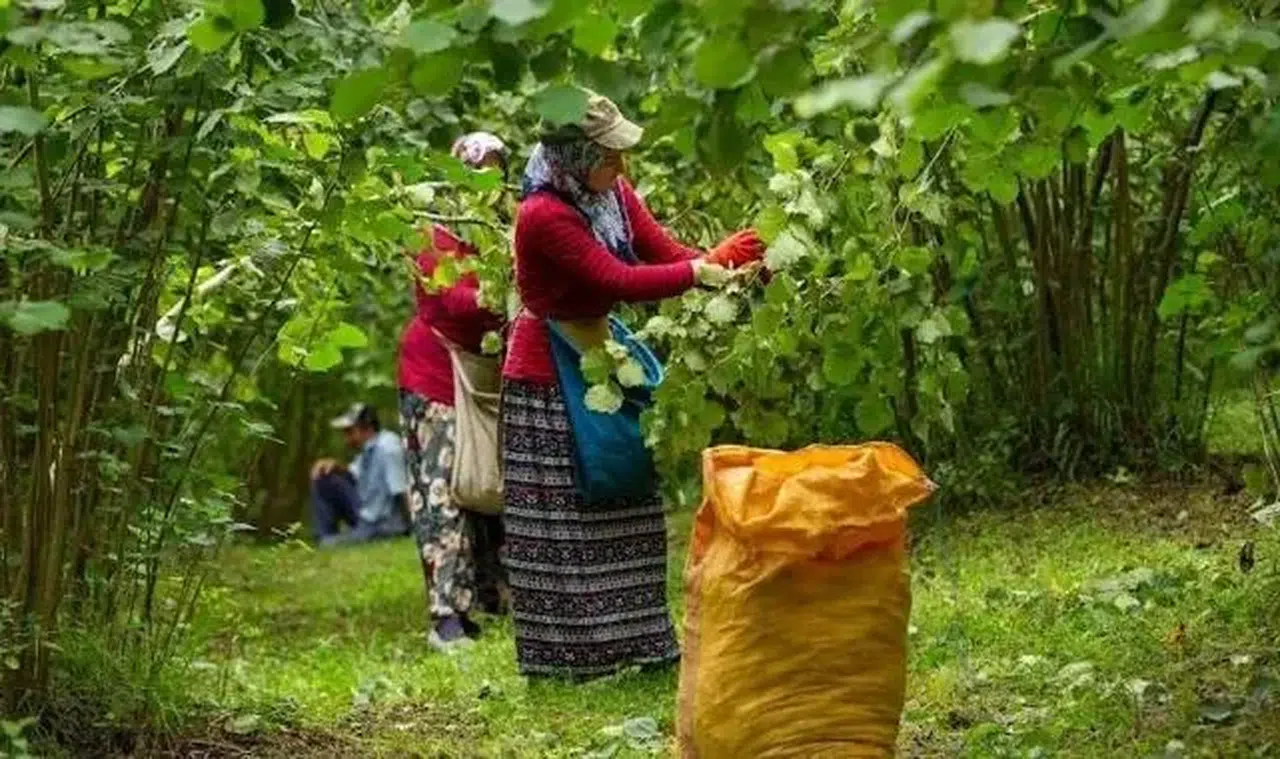 Samsun'da 91 bin 500 ton fındık rekoltesi bekleniyor