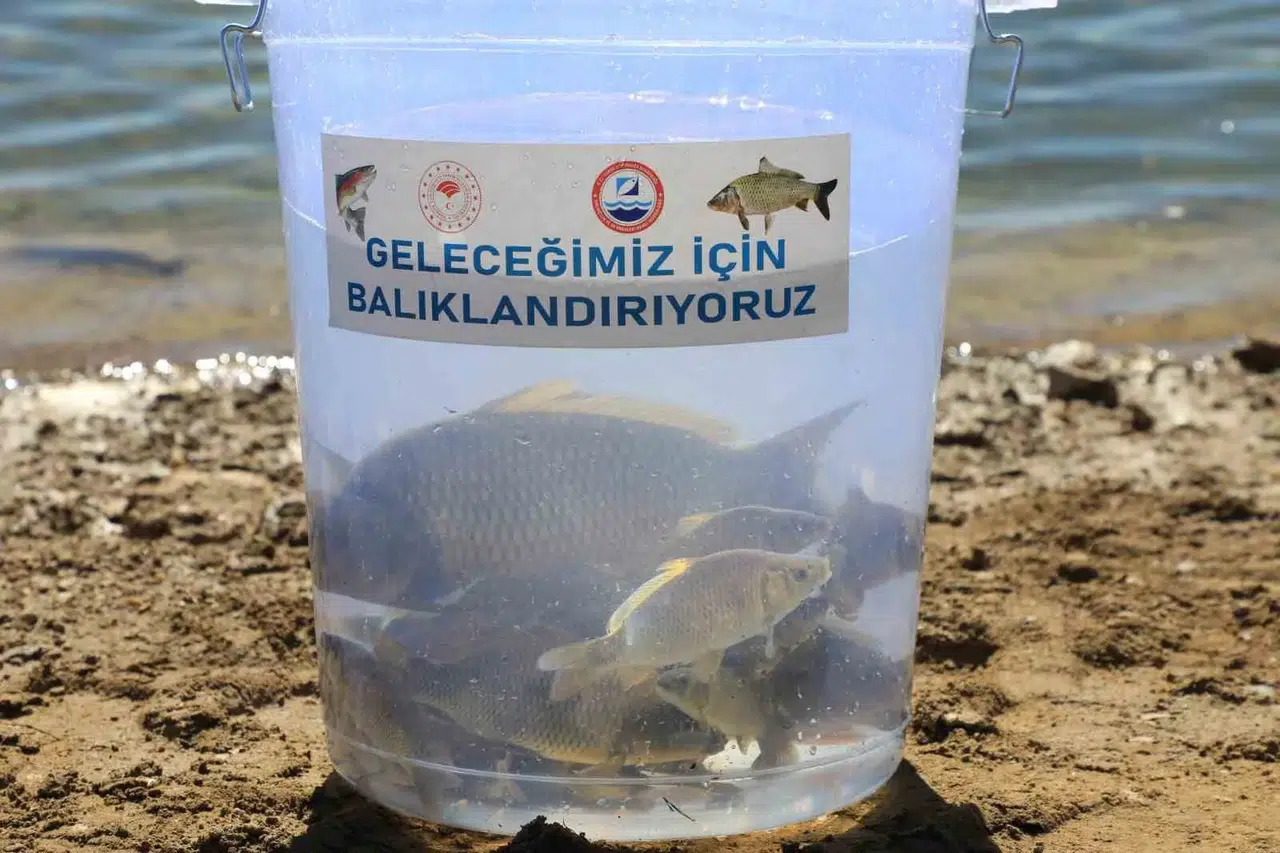 Uluköy Barajı'na 25 bin yavru sazan balığı bırakıldı