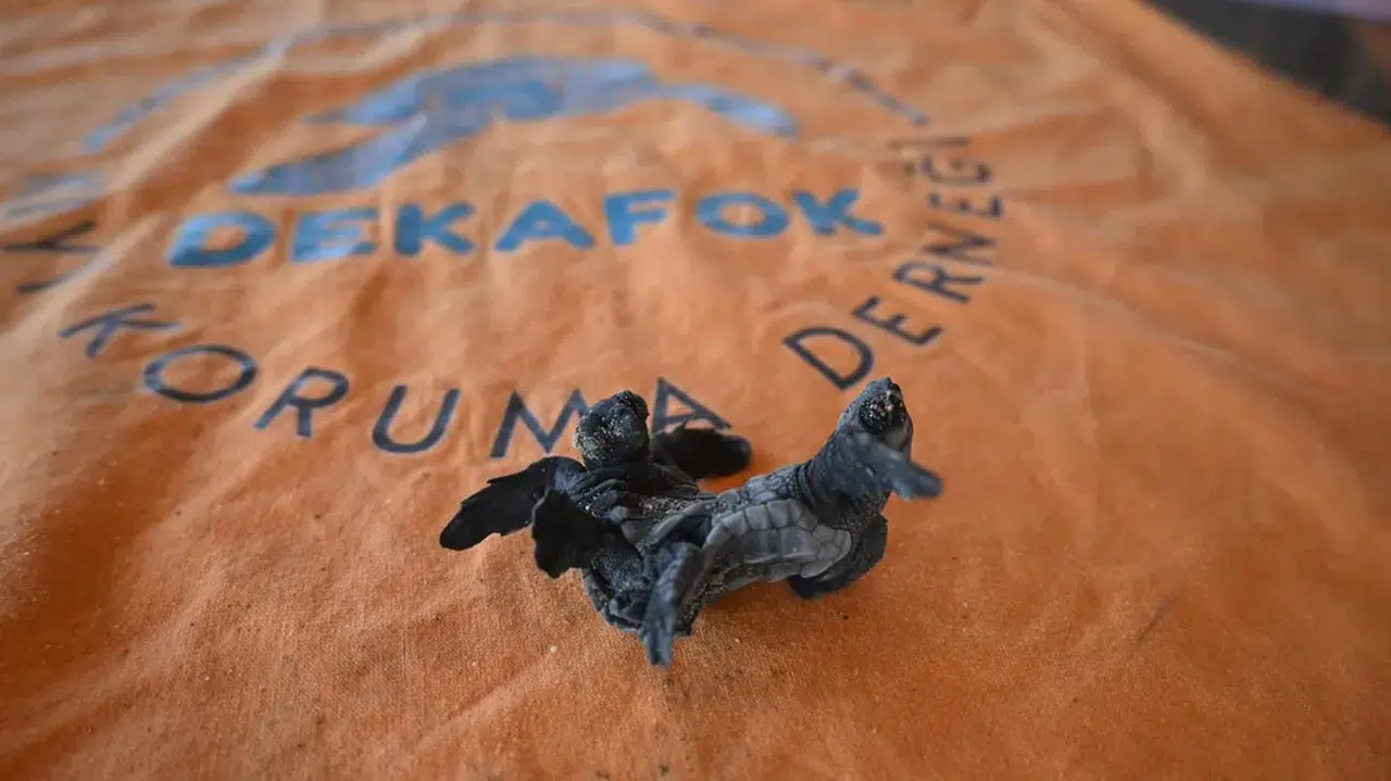 Antalya'da siyam ikizi yavru caretta caretta görüntülendi