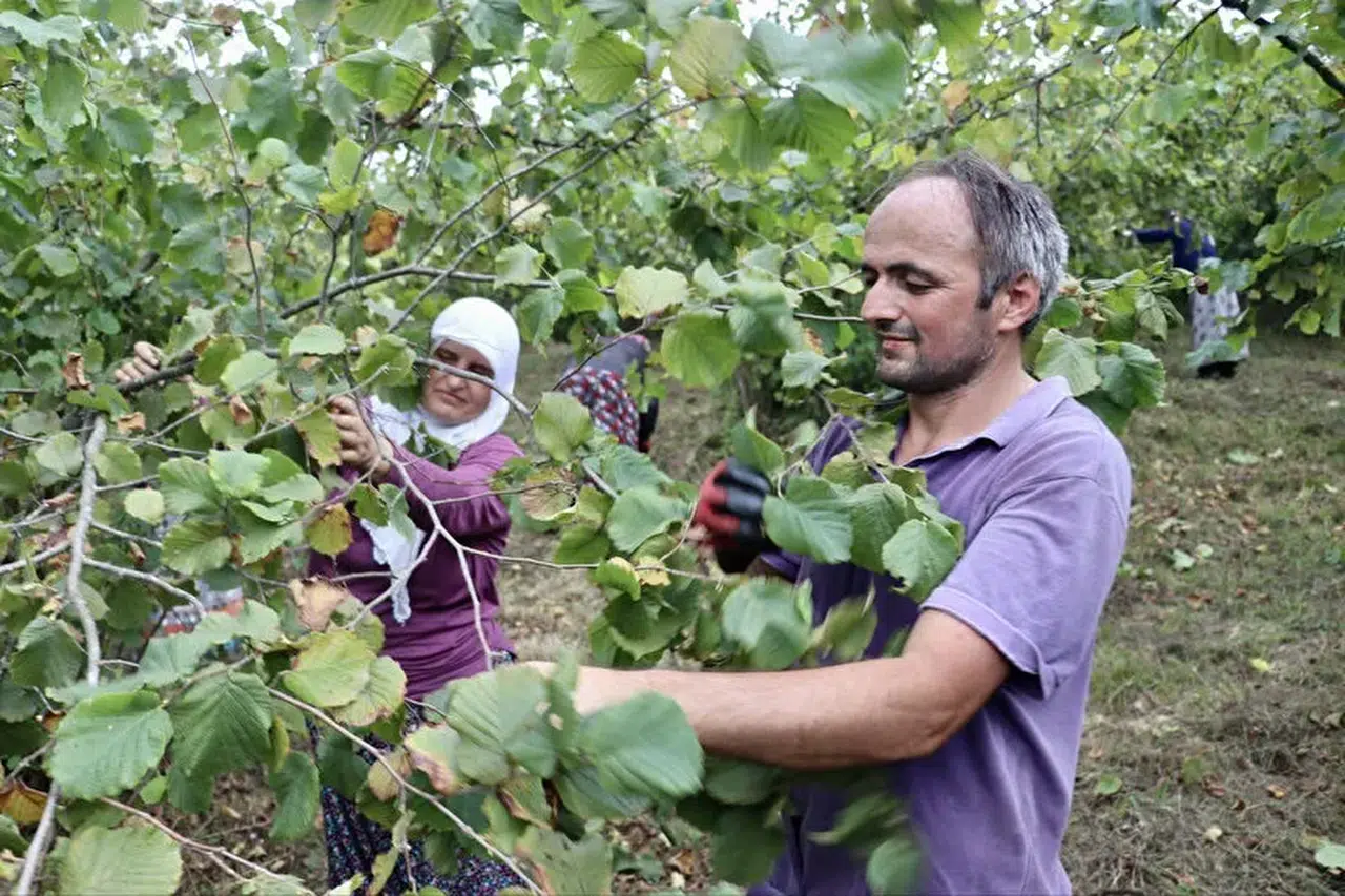 Trabzon ve Giresun'da fındık hasadına başlandı