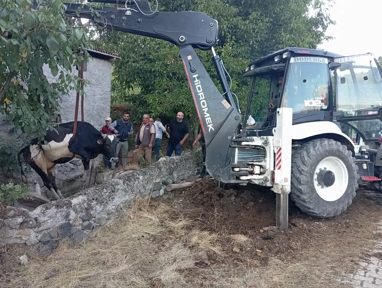 Kuyuya Düşen İnek Kurtarıldı