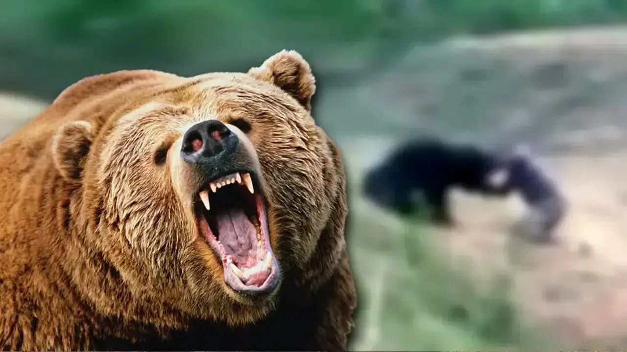 Bolu'da insanlara saldıran ayının ihtiyaç halinde avlanması kararı alındı