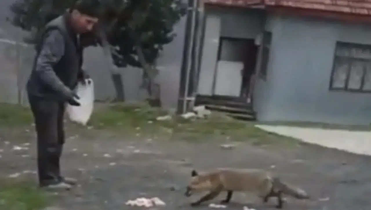 Bolu'da aç kalan tilkiyi vatandaş besledi
