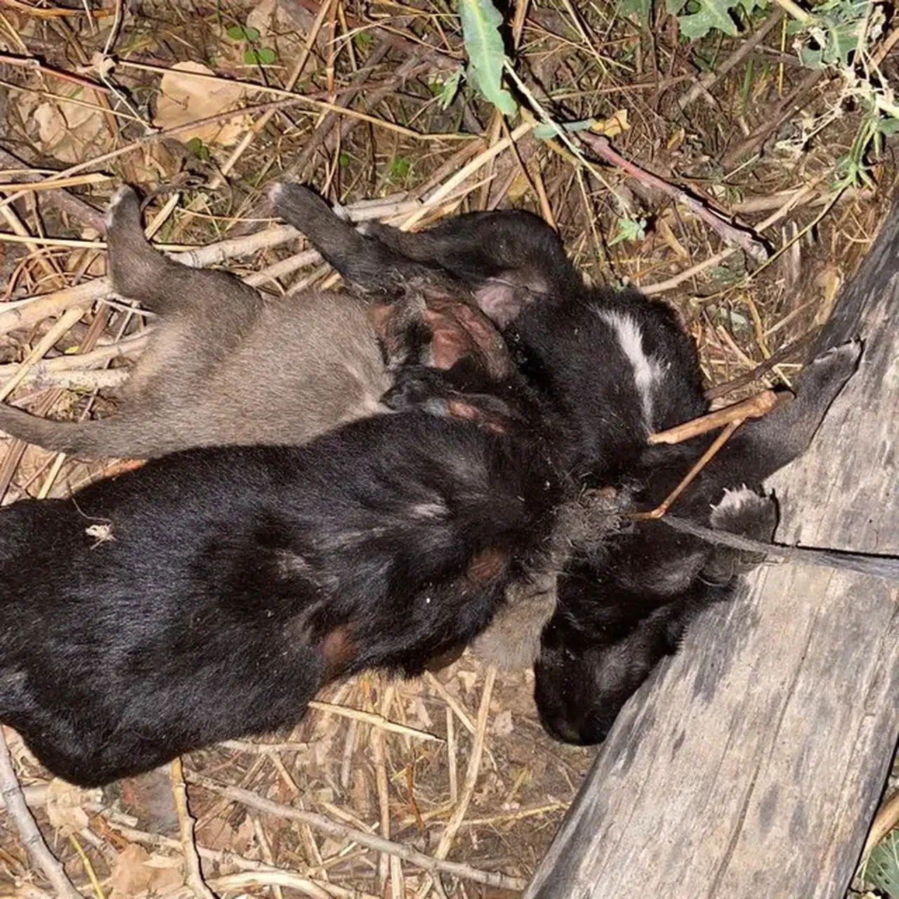 Zile Kaymakamlığından öldürüldüğü iddia edilen köpek yavrularıyla ilgili açıklama