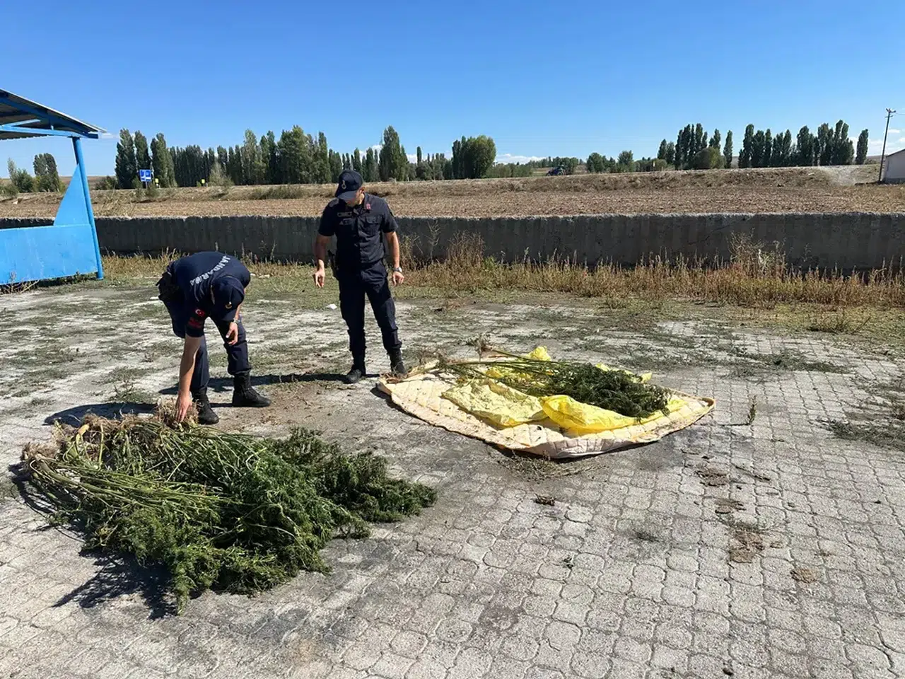 Alaca 21 Kök Kenevir İtkisi Ele Geçirildi