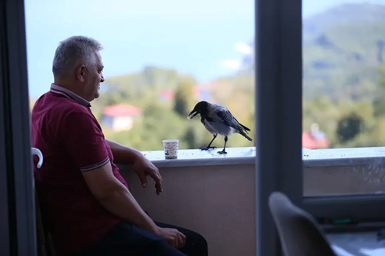 Fındık ikram ettiği kargayla dostluk kurdu