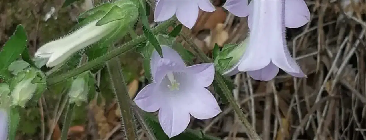 "Tüylü Kekreçiçeği" yeni tür olarak bitki florasına eklendi