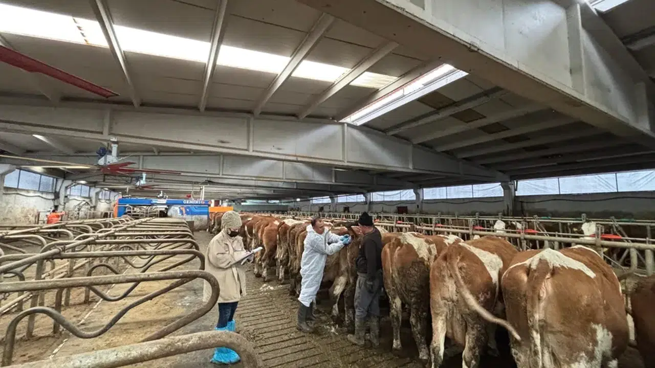 Mescitli’de Hayvan Sağlığına Denetimleri