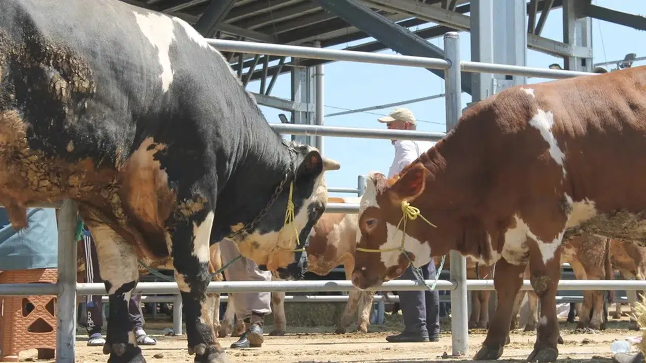 Hayvan Pazarı Açılıyor