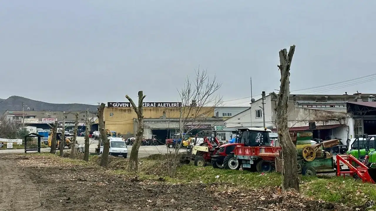 Çınarlar Kesilmedi, Yeni Yerlerine Taşındı