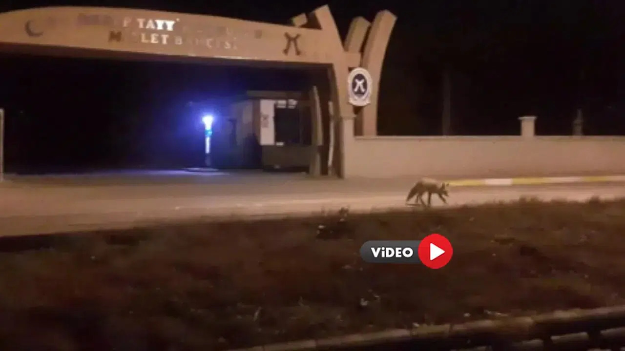 Aç Kalan Tilki Kent Merkezine İndi