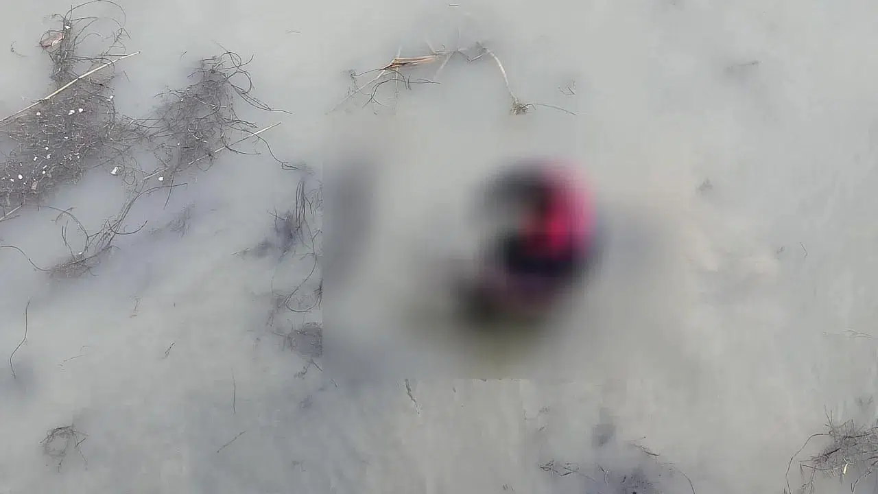 Dolaşan Misinalar Sonu Oluyordu