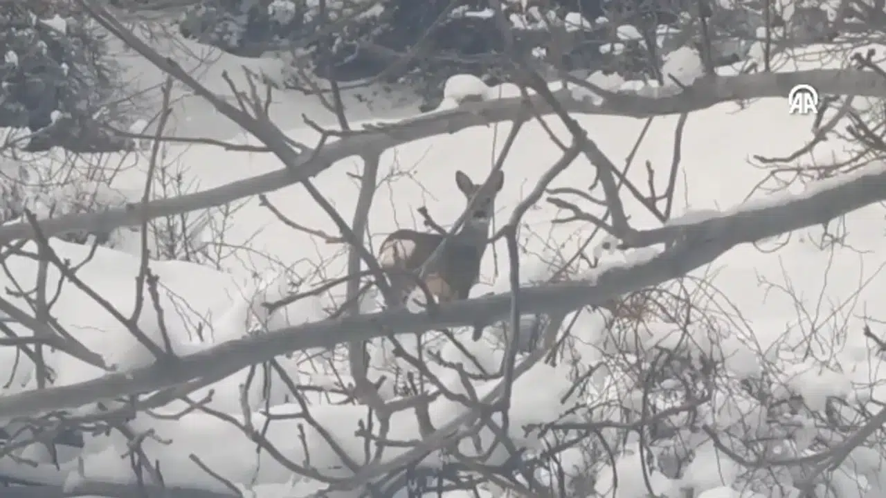 Doğanın Kalbinden Gelen Sürpriz Kareler