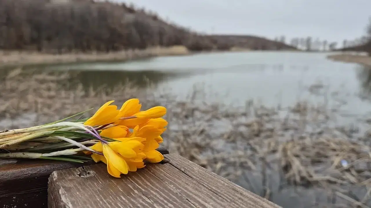 Boğazkale’de Baharın Habercisi Çiğdemler Açtı