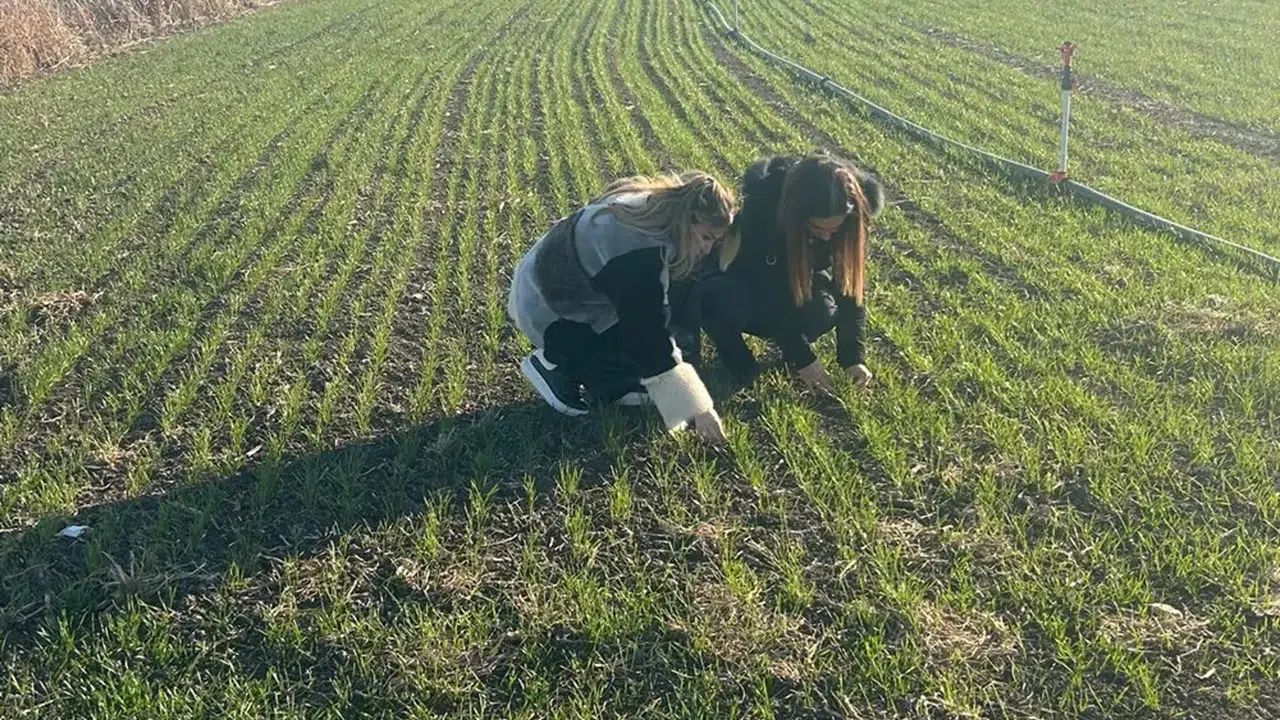 Hububat Tarlaları Mercek Altında