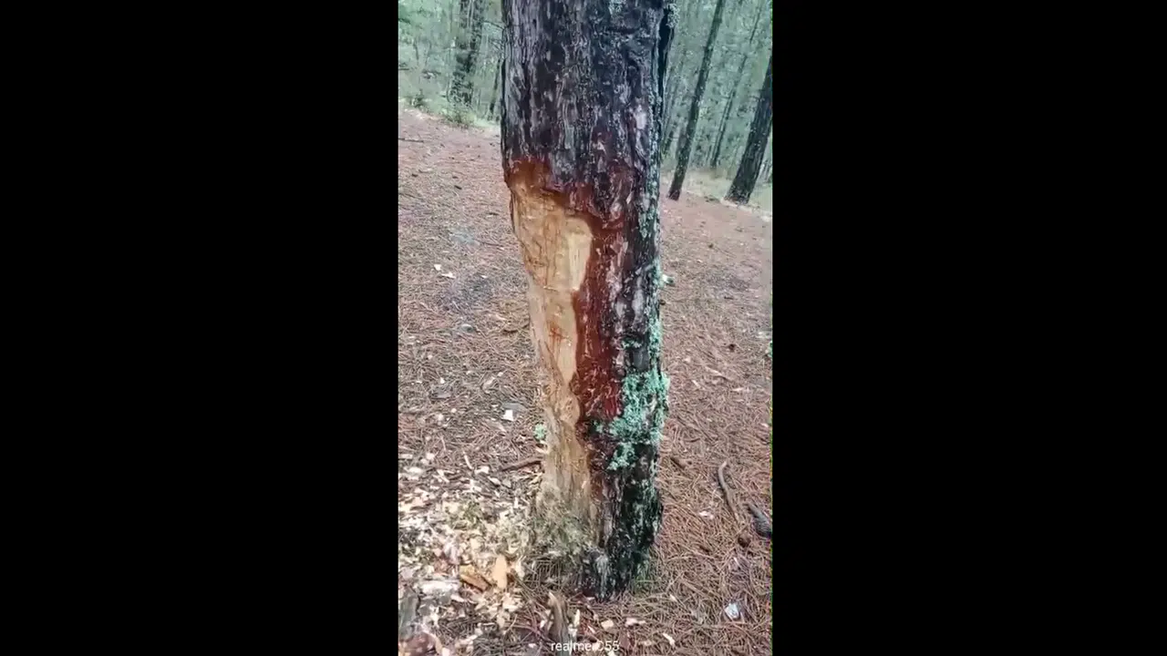 Çorum Çatak Tabiat Parkı’nda Ağaçlara Zarar Verildi