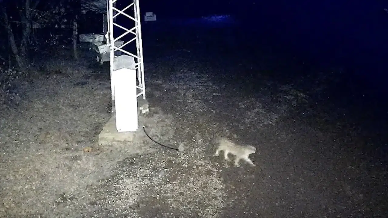 İlçe Merkezine Kadar Geldi
