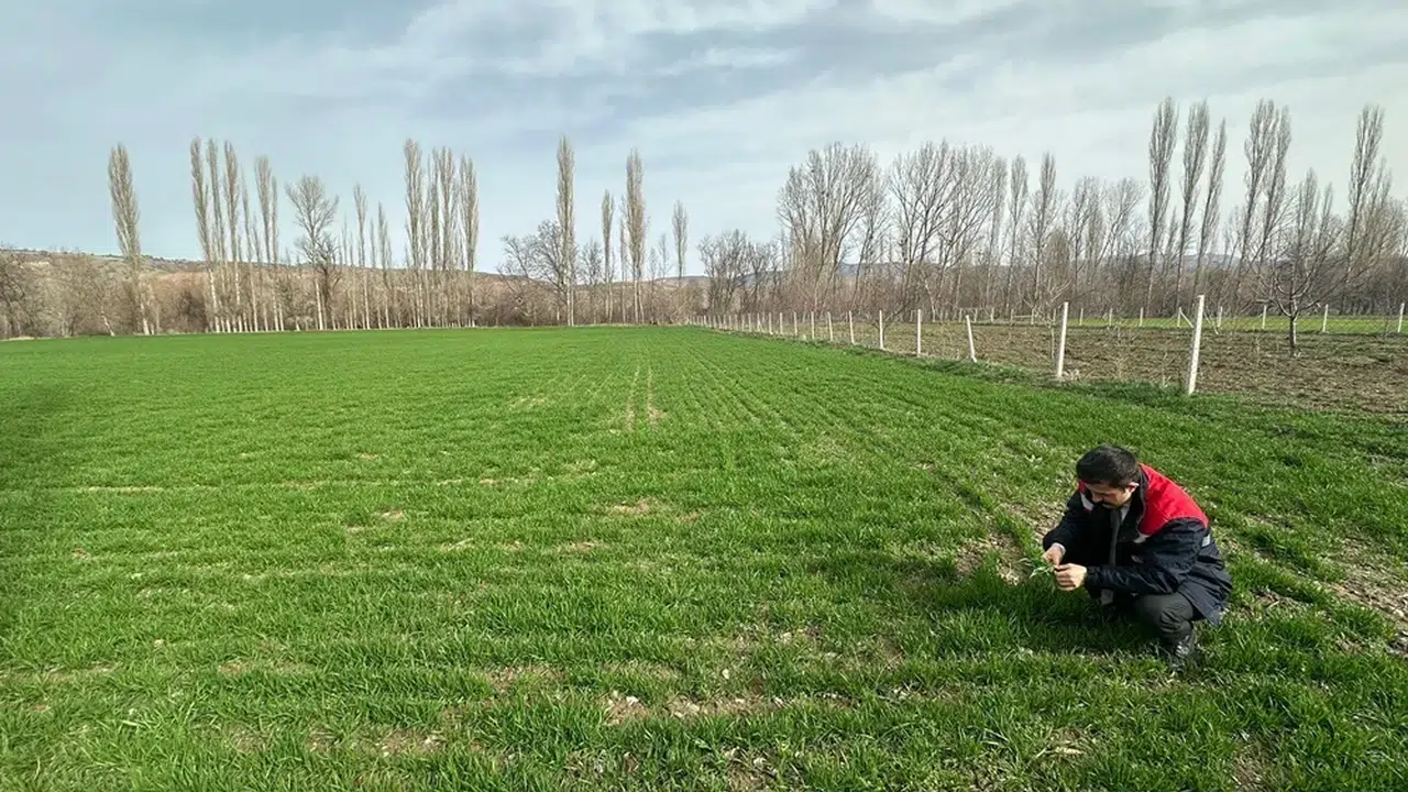 Hububat Tarlaları Adım Adım İnceleniyor