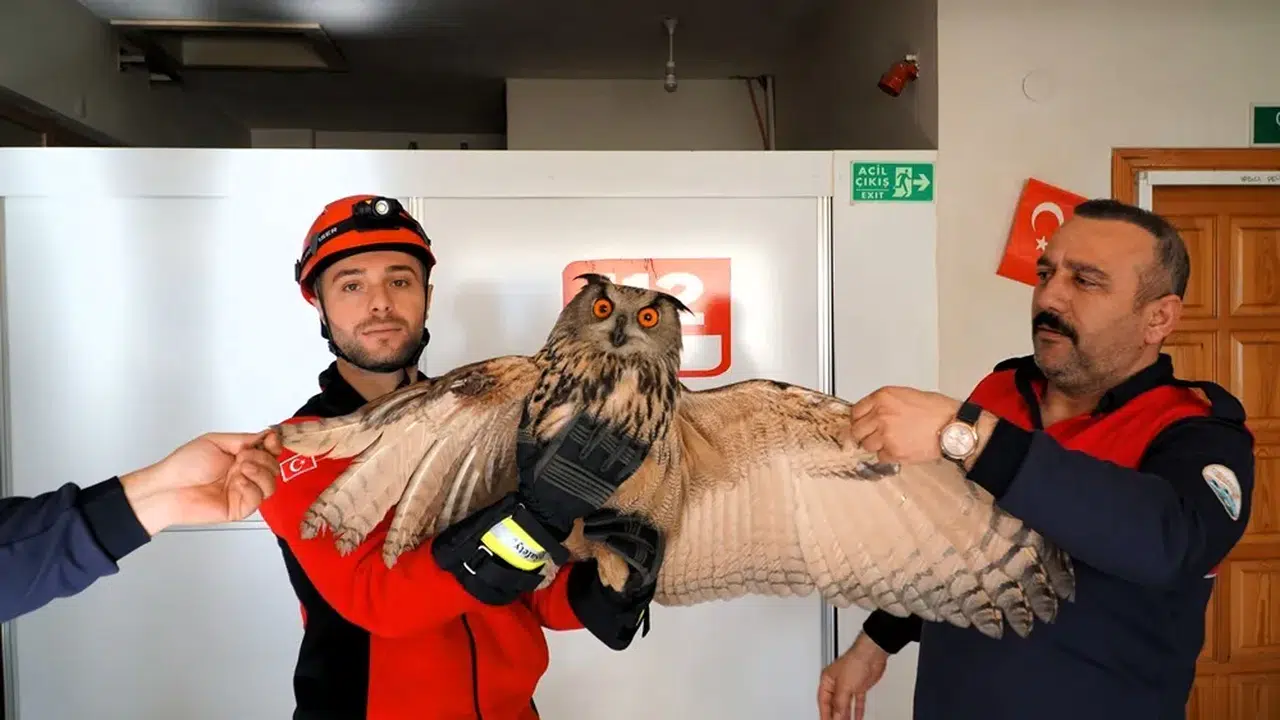 Yaralı Puhu İçin Seferberlik