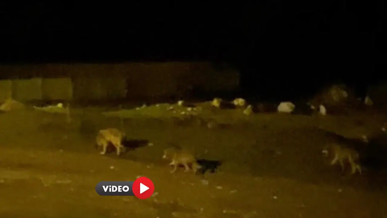 Kurt Sürüsü Köye İndi, İşte O Anlar