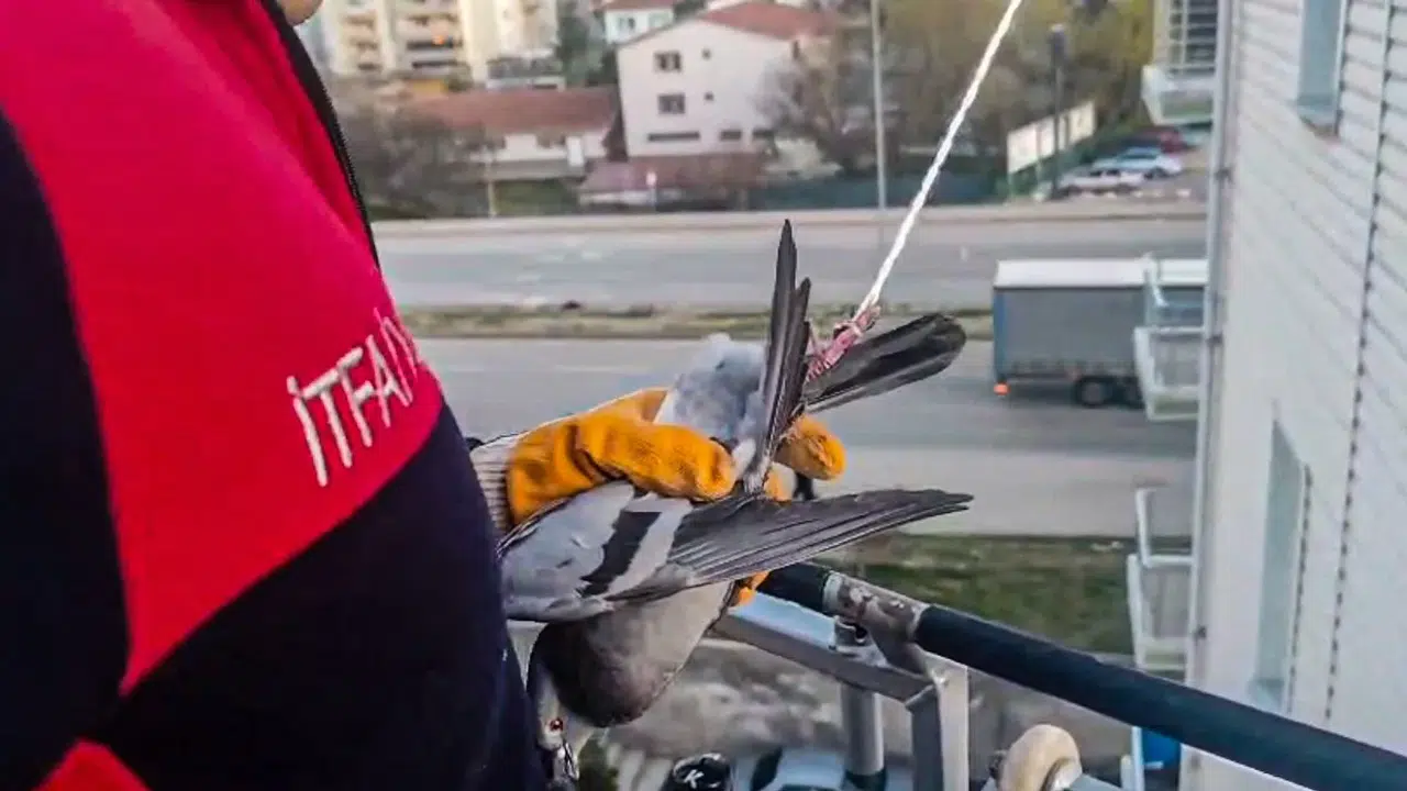 Çorum’da Güvercin Kurtarma Operasyonu