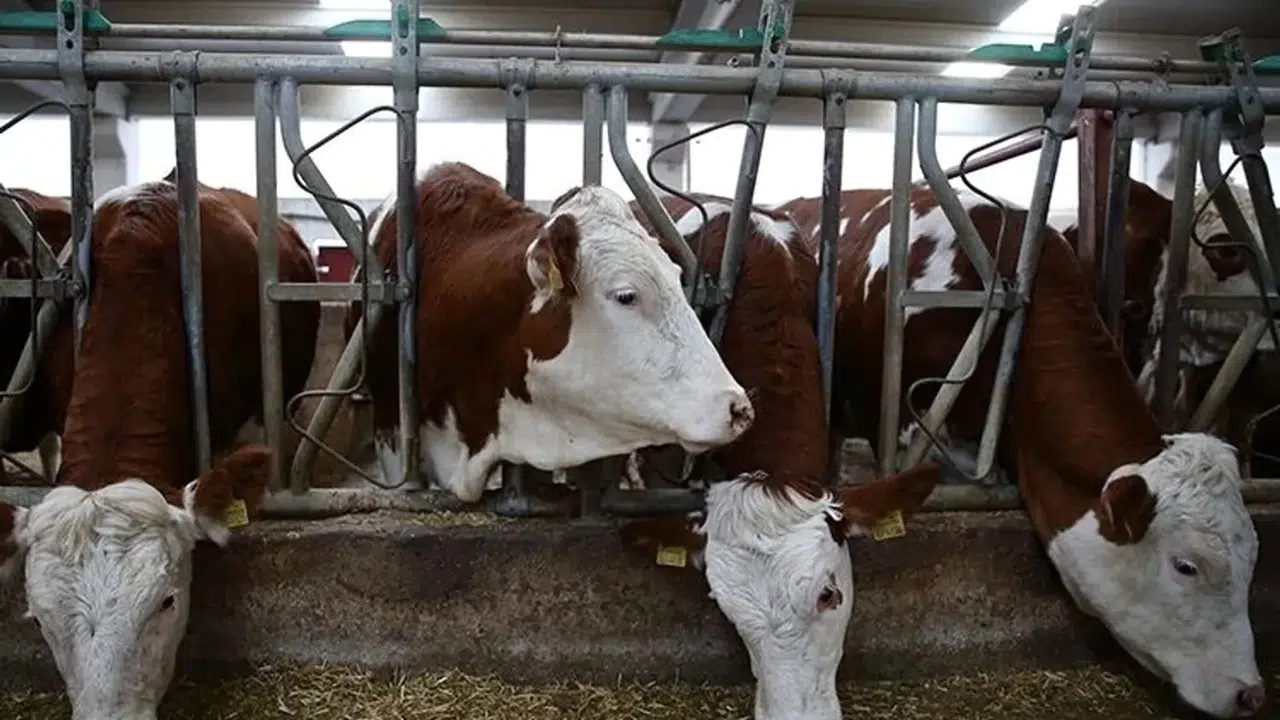 Hayvanlara Kötü Muamele Cezasız Kalmadı