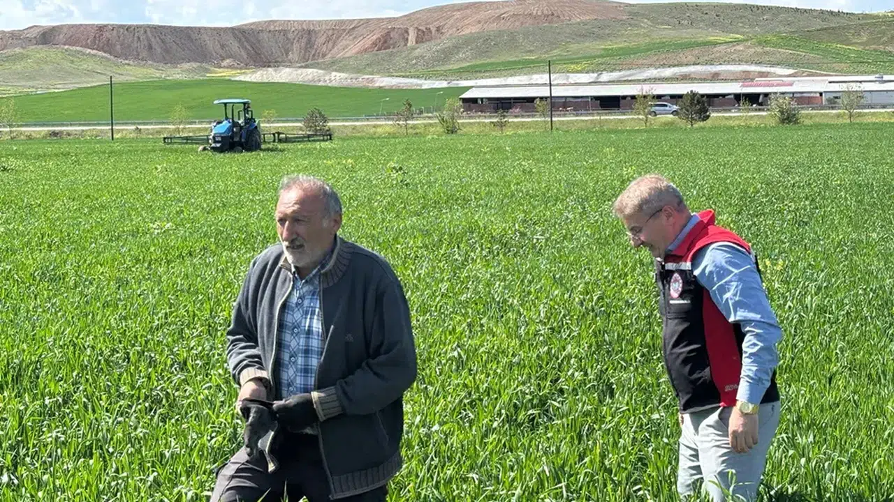 Hububat Alanları Hastalıklara Karşı Mercek Altında