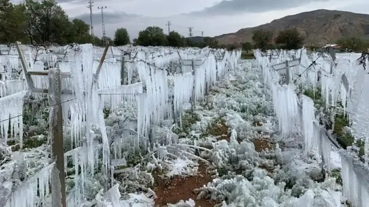 Uyarı Yinelendi, Zirai Don Geliyor